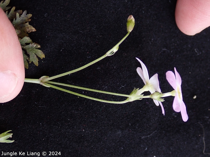 <i>Primula wannanensis </i>