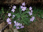 <i>Primula wannanensis </i>