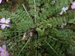 <i>Primula wannanensis </i>