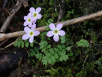 <i>Primula wannanensis </i>