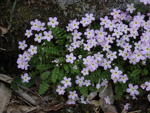 <i>Primula wannanensis </i>