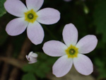 <i>Primula wannanensis </i>