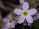 <i>Primula wannanensis </i>