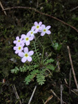 <i>Primula wannanensis </i>