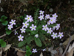 <i>Primula wannanensis </i>