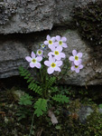 <i>Primula wannanensis </i>