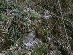 <i>Primula wannanensis </i>