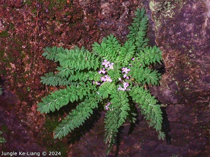 <i>Primula xinningensis </i>