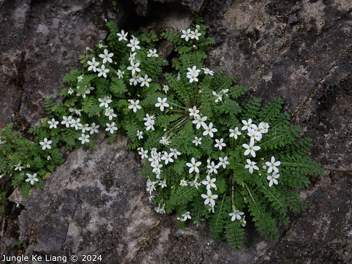 <i>Primula zhexiensis </i>