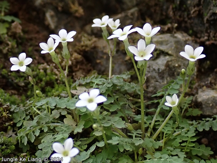 <i>Primula zhexiensis </i>