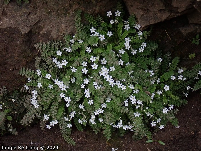 <i>Primula zhexiensis </i>