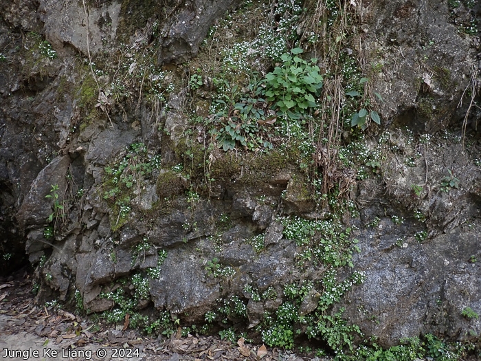 <i>Primula zhexiensis </i>