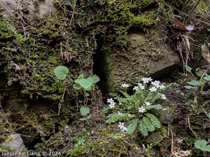 <i>Primula zhexiensis </i>