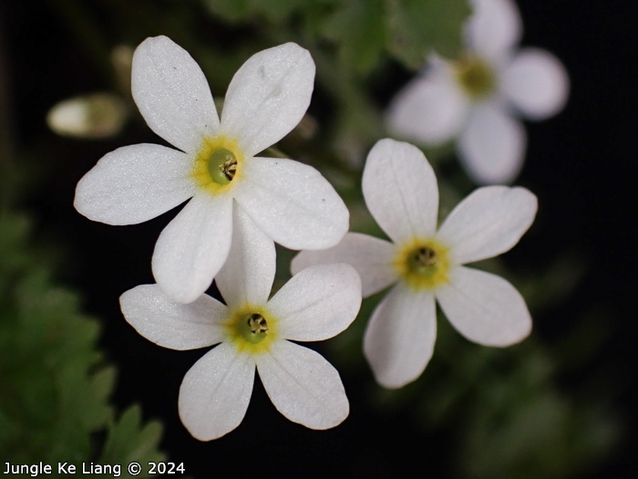 <i>Primula zhexiensis </i>