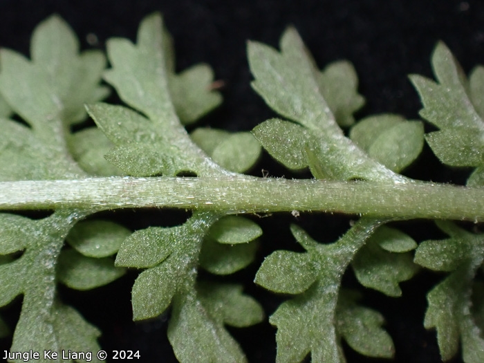 <i>Primula zhexiensis </i>