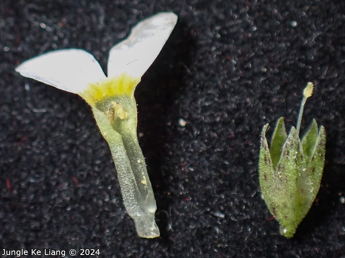 <i>Primula zhexiensis </i>