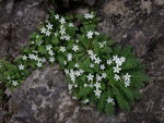 <i>Primula zhexiensis </i>