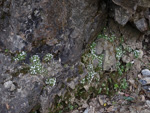 <i>Primula zhexiensis </i>