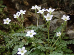 <i>Primula zhexiensis </i>