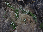 <i>Primula zhexiensis </i>