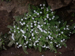 <i>Primula zhexiensis </i>