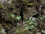 <i>Primula zhexiensis </i>