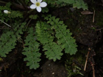 <i>Primula zhexiensis </i>