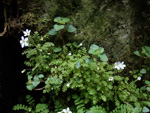 <i>Primula zhexiensis </i>