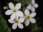 <i>Primula zhexiensis </i>