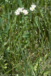 Primula egaliksensis